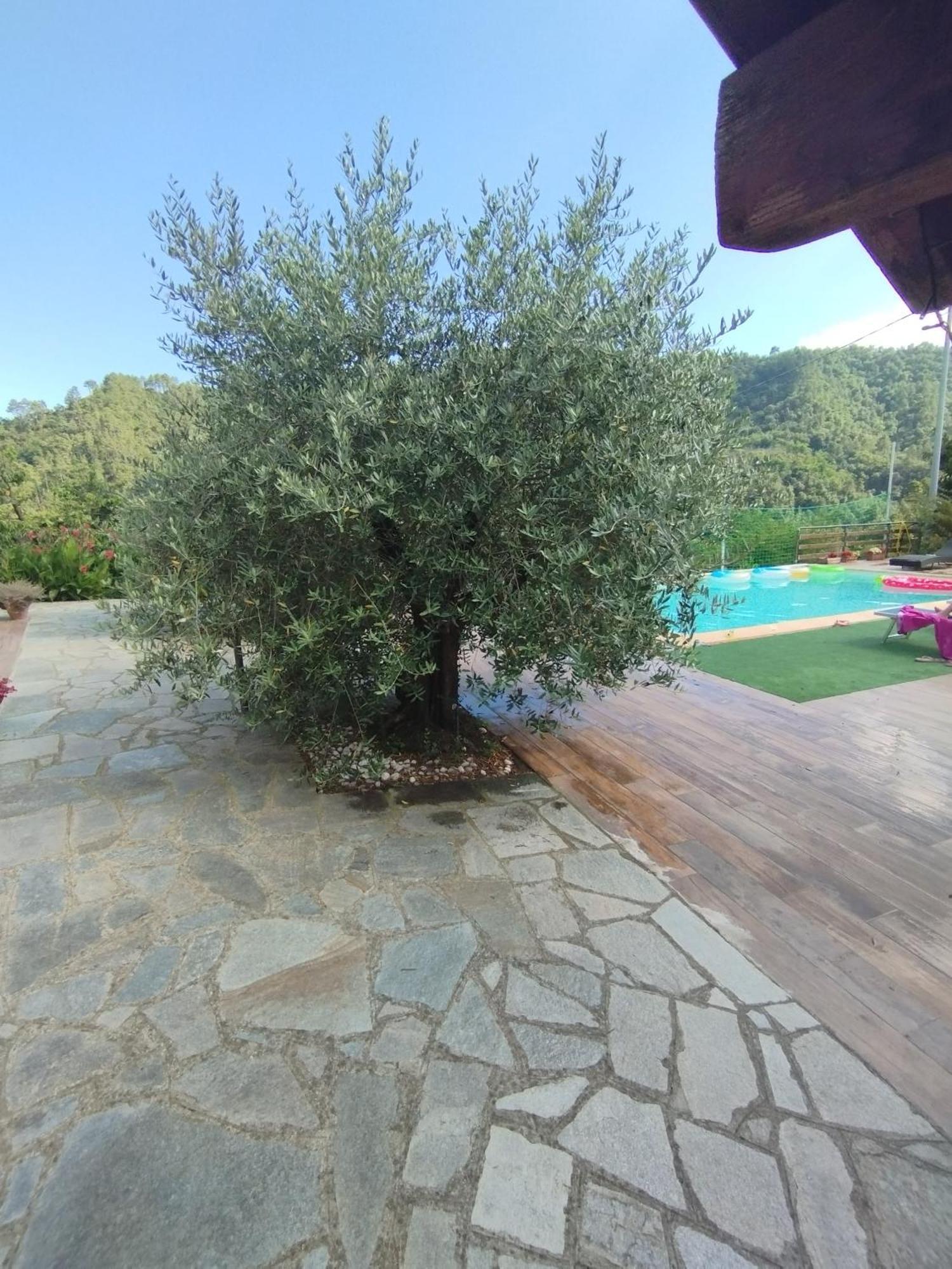 Villa Degli Ulivi Tivegna Exterior foto